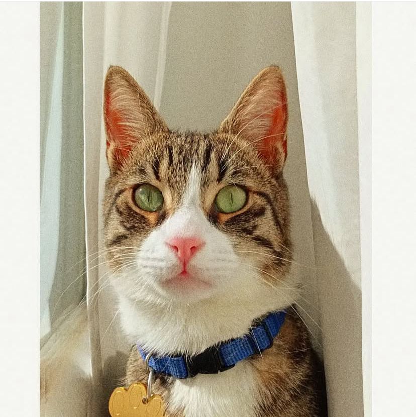 Kedinizin Sağlıklı ve Mutlu Bir Yaşam Sürmesi İçin Temel Bakım ve Beslenme Önerileri Kedinizin Sağlıklı ve Mutlu Bir Yaşam Sürmesi İçin Temel Bakım ve Beslenme Önerileri