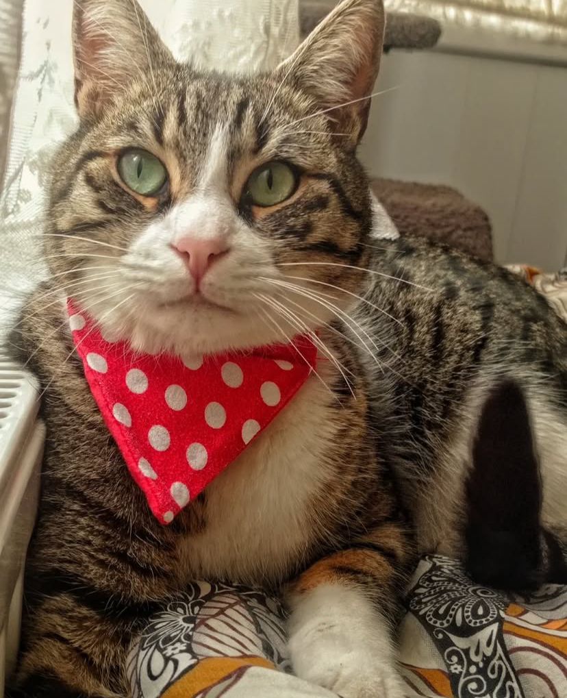 Kedilerde Sindirim Sağlığı ve Beslenme: Mutlu Bir Mide İçin İpuçları Kedilerde Sindirim Sağlığı ve Beslenme: Mutlu Bir Mide İçin İpuçları